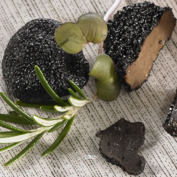 Truffe Brisure Melanosporum  